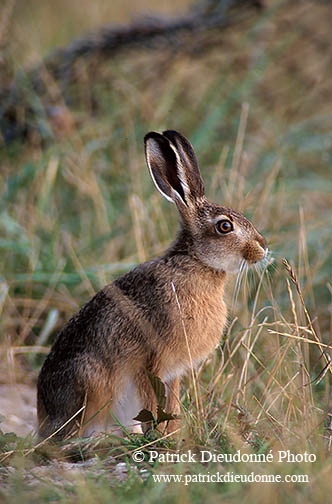 Lièvre - Brown Hare  - 16617