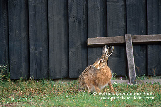 Lièvre - Brown Hare  - 16618