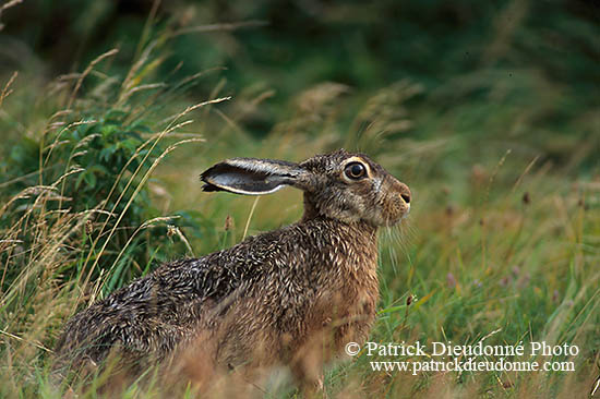 Lièvre - Brown Hare  - 16619