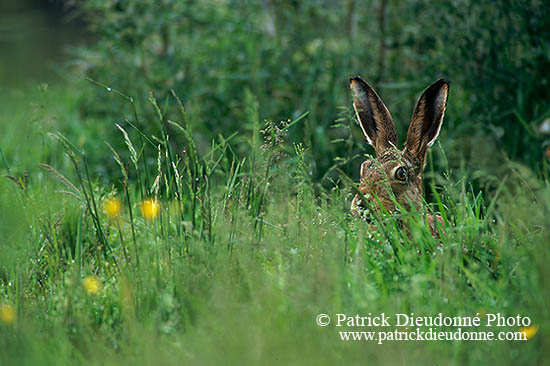 Lièvre - Brown Hare  - 16620