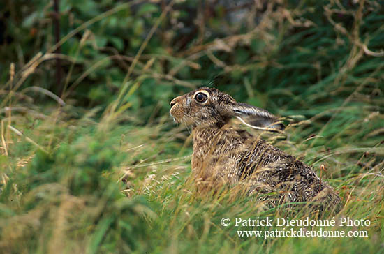 Lièvre - Brown Hare  - 16622