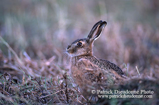 Lièvre - Brown Hare  - 16624