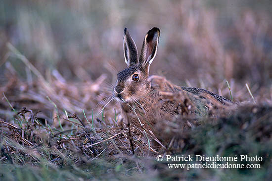 Lièvre - Brown Hare  - 16626