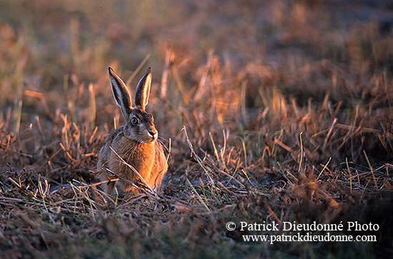 Lièvre - Brown Hare  - 16629