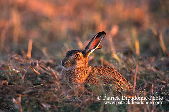 Lièvre - Brown Hare  - 16631