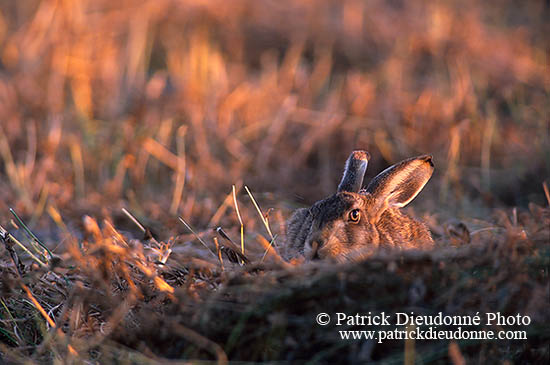 Lièvre - Brown Hare  - 16633