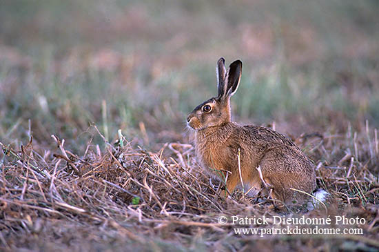 Lièvre - Brown Hare  - 16634