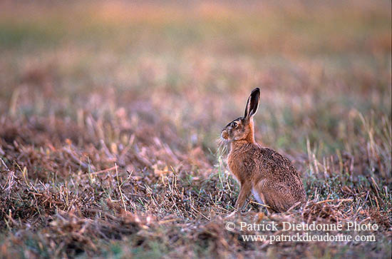 Lièvre - Brown Hare  - 16635