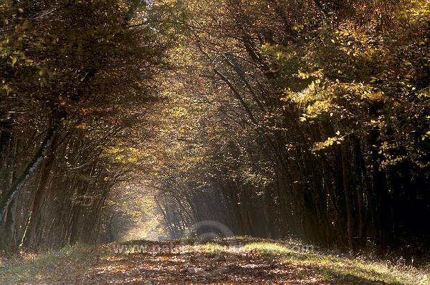 Foret, lac de Madine, Meuse, France - FME186