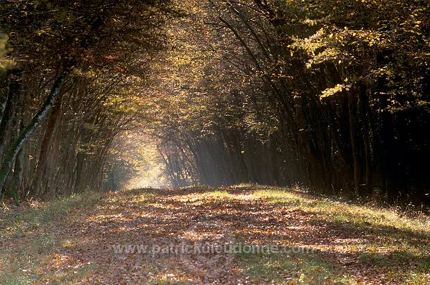 Foret, lac de Madine, Meuse, France - FME187