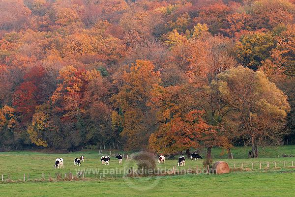 Couleurs d'automne, Meuse (55), France - FME109