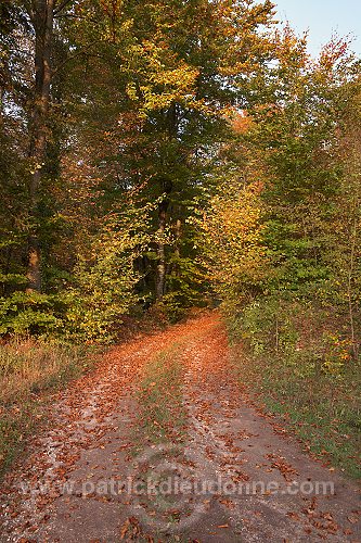 Allee forestiere, Meuse (55), France - FME099