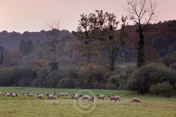 Troupeau de moutons, Meuse, France - FME105