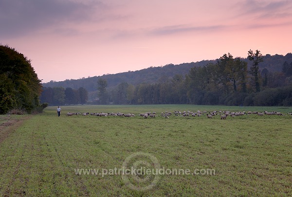 Troupeau de moutons, Meuse, France - FME106