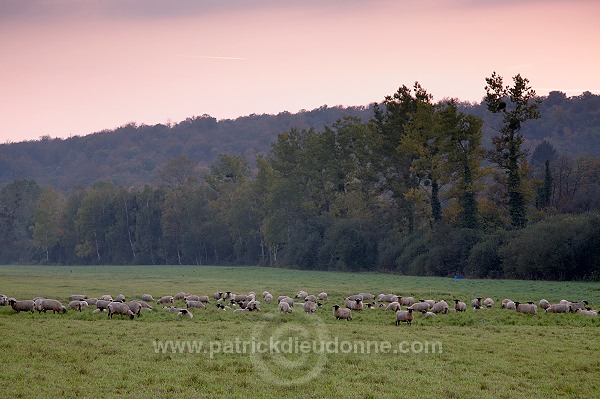 Troupeau de moutons, Meuse, France - FME108