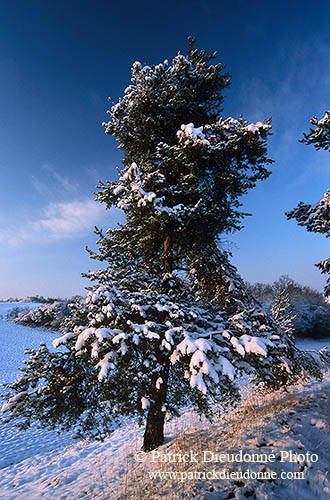 Pin sous la neige, vallée Moselle, Lorraine, France - 17093