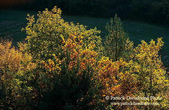 Arbres en automne, Lorraine, France - 17101