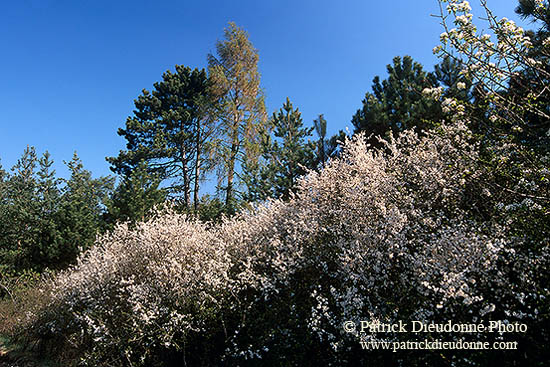 Arbustes en fleurs au printemps, près de Toul, France - 17119