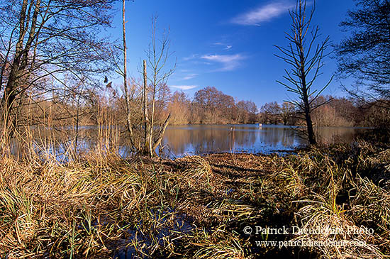 Etang, vallée de la Moselle sauvage près de Toul, France - 17147