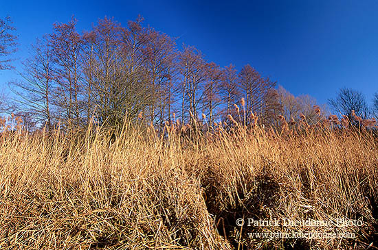 Etang, vallée de la Moselle sauvage près de Toul, France - 17148