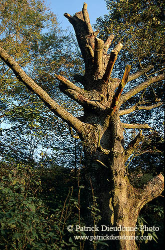 Arbre mort, bras mort de la Moselle, près de Toul, France - 17149