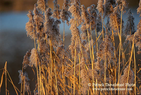 Phragmites (Phragmites australis), vallée de la Moselle, France - 17150