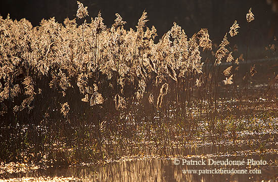 Phragmites (Phragmites australis), vallée de la Moselle, France -  17151