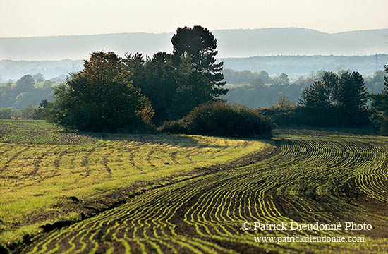 Champs cultivés à Fontenoy, vallée de la Moselle, France - 17172