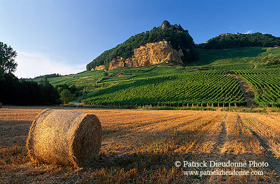 Côtes du Jura près d'Arbois - 17078