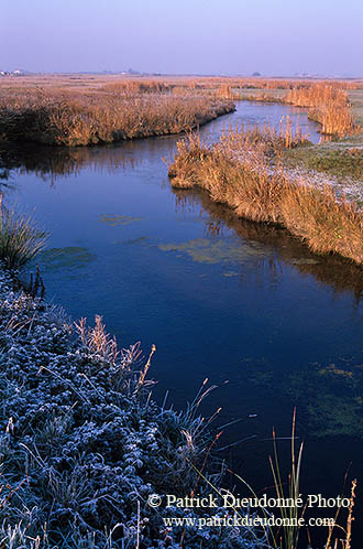 Marais de Machecoul, Vendée, France - Machecoul marshes - 17246