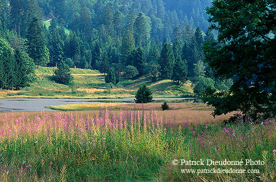 Lac de Lispach, près de la Bresse, Vosges, France - 17262