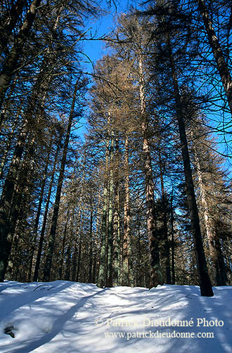 Forêt vosgienne, France - 17260