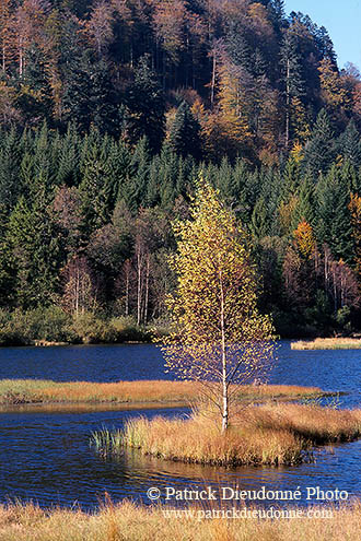 Lac de Lispach, près de la Bresse, Vosges, France - 17264