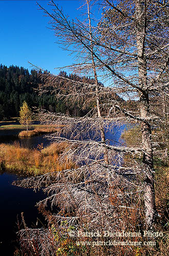 Lac de Lispach, près de la Bresse, Vosges, France - 17266