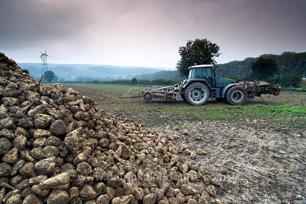 Agriculture intensive, Damery, Marne (51), France - FMV353