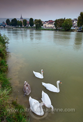 Cygnes sur la Marne, Damery, Marne (51), France - FMV360