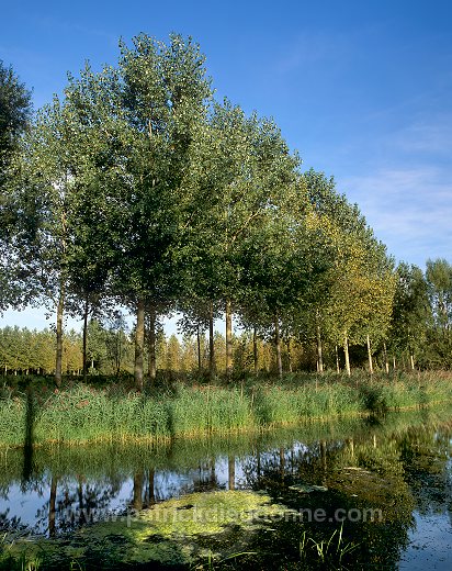 Bras mort pres de Matougues, Marne (51), France - FMV280