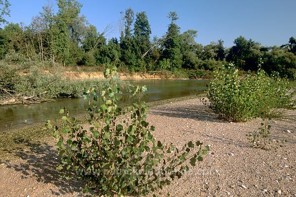 Vesigneul, site protege, Marne (51), France - FMV372