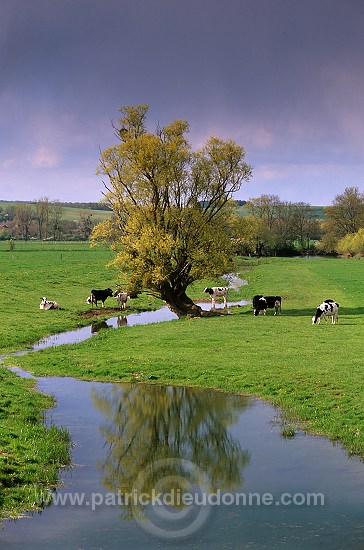 Meuse - Saule et vaches au pre - 18401