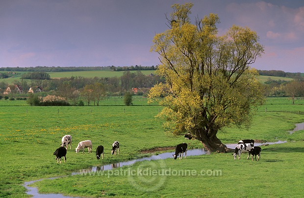 Meuse - Saule et vaches au pre - 18402