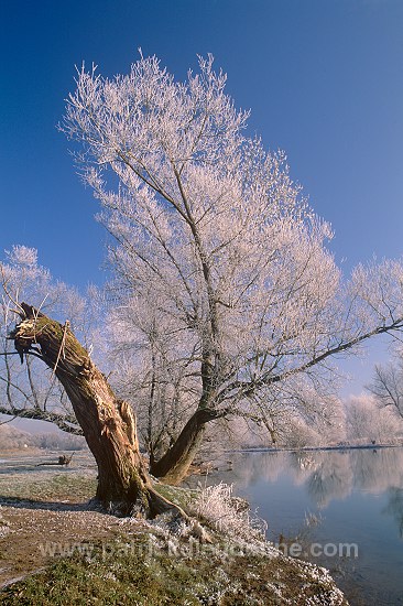 Arbres et givre, Meuse en hiver, Lorraine, France - FME178