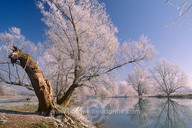 Arbres et givre, Meuse en hiver, Lorraine, France - FME180