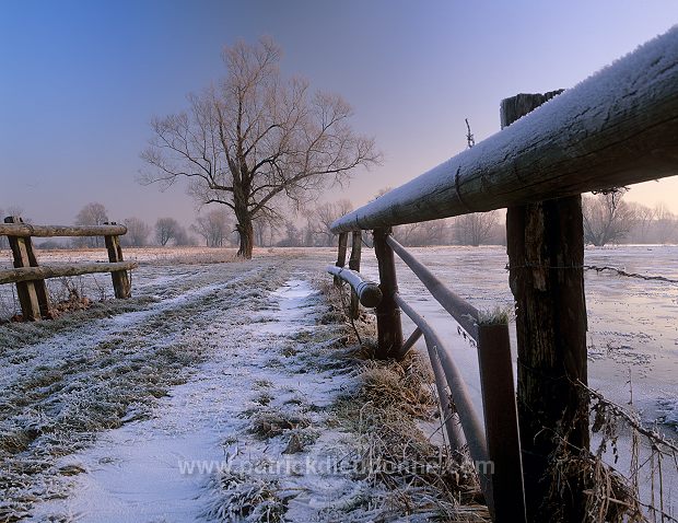 Arbre, vallee de Meuse en hiver, Lorraine, France - FME136