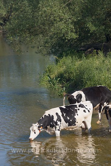 Vaches buvant dans la Meuse, Meuse (55), France - FME203