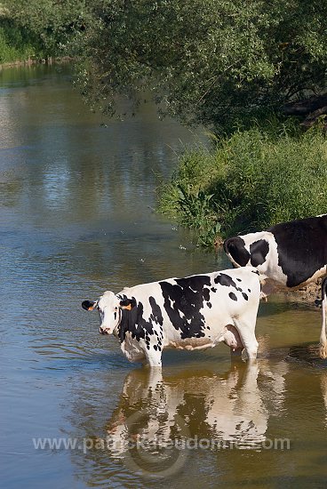 Vaches buvant dans la Meuse, Meuse (55), France - FME202