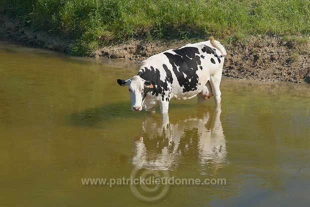 Vaches buvant dans la Meuse, Meuse (55), France - FME205