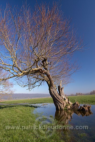 Saules en plaine de Meuse (55), France - FME111