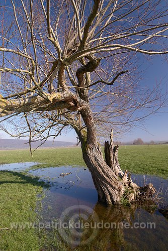 Saules en plaine de Meuse (55), France - FME113