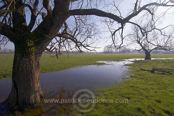 Saules en plaine de Meuse (55), France - FME115