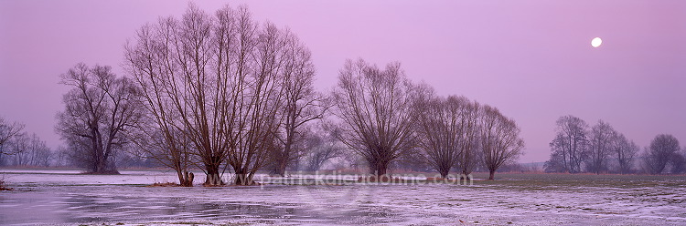 Arbres et lever de lune en hiver, Meuse, France - FME156